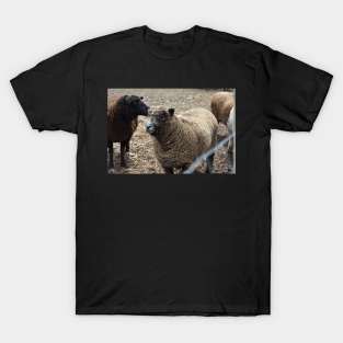 Sheep T-Shirt